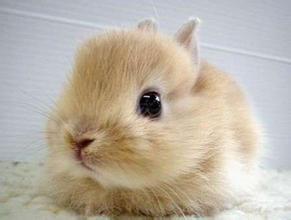 比华伦兔吃什么 干草比新鲜的草更适合