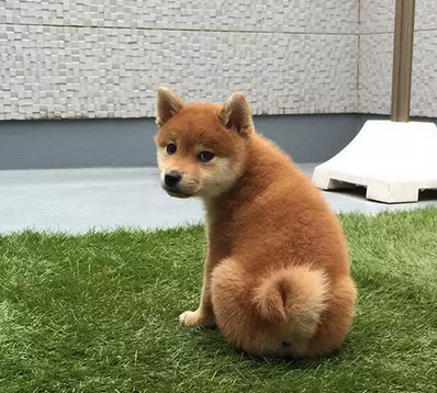 主人你是在叫我吗？