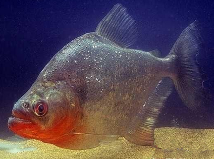 食人鲳吃什么 以鱼类和落水动物为食