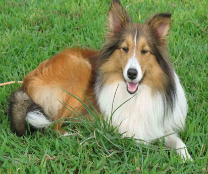 粗毛柯利犬怎么挑选 注意挑选技巧