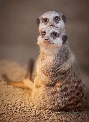 超萌的治愈系动物