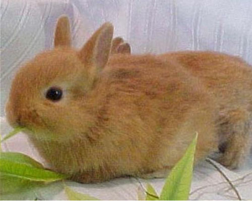 忌廉兔生病了怎么办 做好提前预防比重要