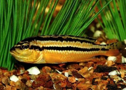 非洲凤凰鱼怎么繁殖  繁殖水温27~29℃