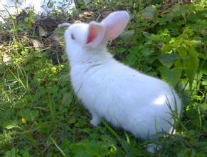 新西兰兔生病了怎么办 避免吃带水的食物