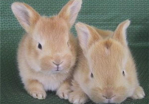 忌廉兔好养吗 忌廉兔抵抗力很强不易生病