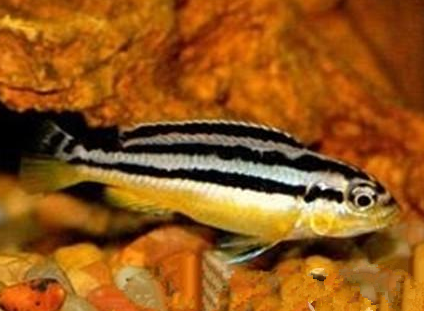 非洲凤凰鱼怎么养 建议不要和别的鱼混养