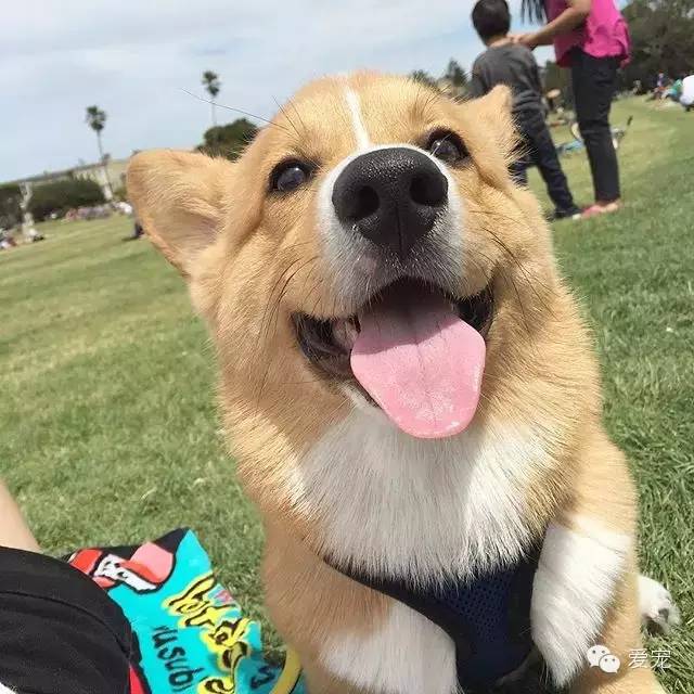 爱笑的小短腿儿，还会眨眼放电！ 