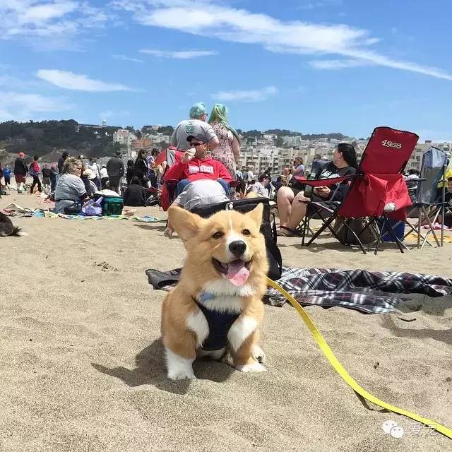 爱笑的小短腿儿，还会眨眼放电！ 