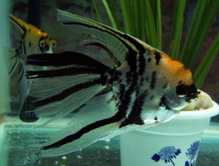 燕子鱼怎么养 食物要营养均衡