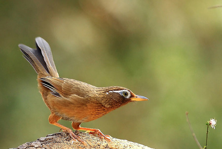 画眉鸟怎么饲养 画眉鸟换毛期营养须知