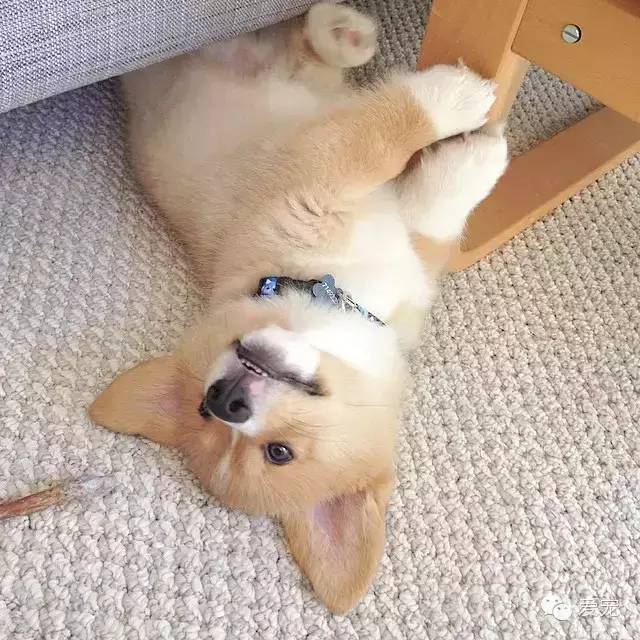 爱笑的小短腿儿，还会眨眼放电！ 