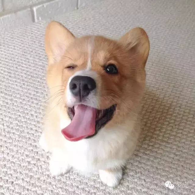 爱笑的小短腿儿，还会眨眼放电！ 