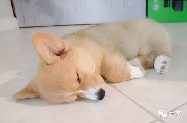 爱笑的小短腿儿，还会眨眼放电！ 