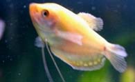 黄曼龙鱼怎么养 该鱼对水质要求不严