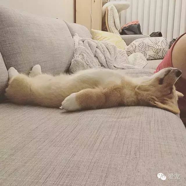 爱笑的小短腿儿，还会眨眼放电！ 