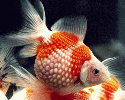 橙色凤尾珍珠怎么养 体温可随水温而变化