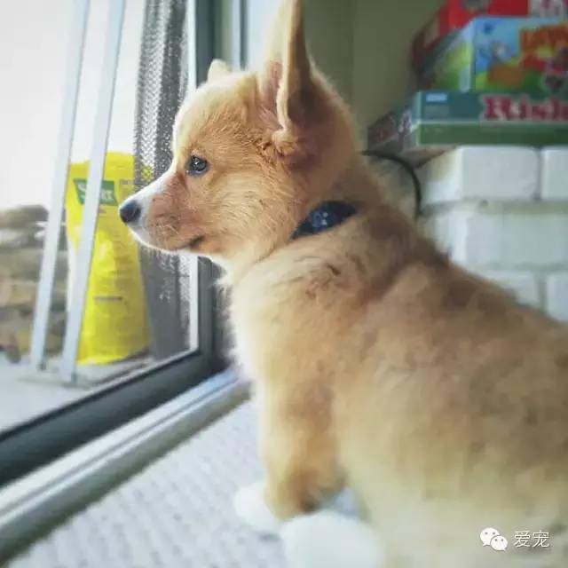 爱笑的小短腿儿，还会眨眼放电！ 