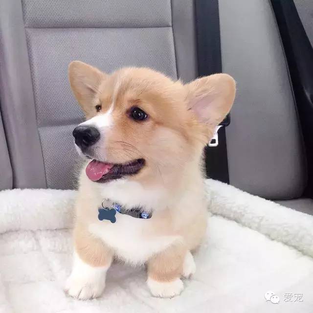 爱笑的小短腿儿，还会眨眼放电！ 