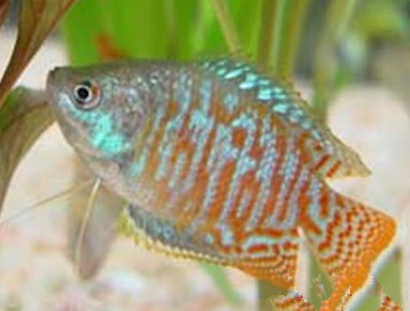 拉利毛足鲈好养吗 对水质要求不苛刻