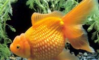 珍珠金鱼好养吗 是一种生命力很强的鱼