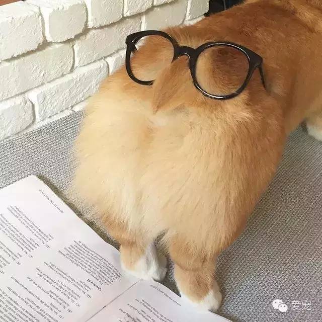 爱笑的小短腿儿，还会眨眼放电！ 