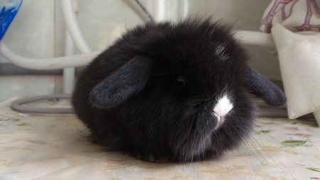 宾尼垂耳兔生病了怎么办 喂足够的水食物