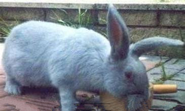 比华伦兔生病了怎么办 九大常见疾病解析