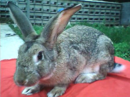 比利时兔生病了怎么办 提前预防疾病比较重要