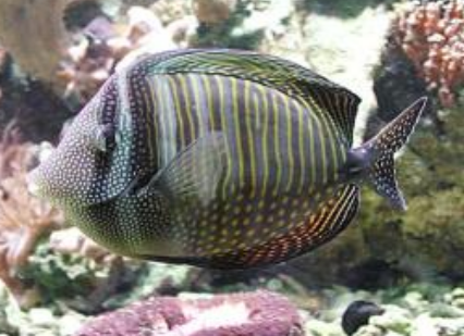 珍珠帆吊怎么养 需要足够的游泳空间