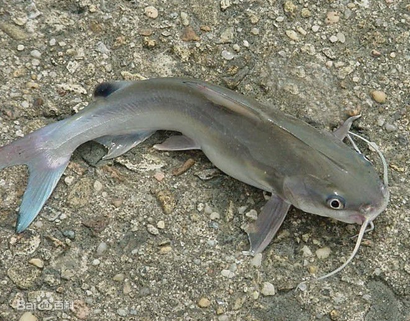 鲶鱼怎么养 该鱼对环境的适应能力较强