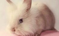 比华伦兔怎么挑选 眼睛颜色跟兔毛有关系