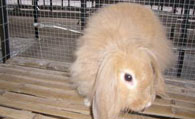 宾尼垂耳兔吃什么 兔子的主食是干草