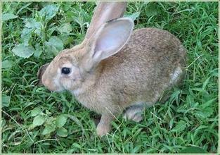 比利时兔好养吗 主要是注意疾病的预防