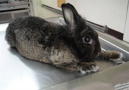 哈瓦那兔生病了怎么办 据便便情况来调节
