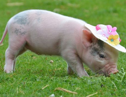 猪猪，你这小花帽太小了！