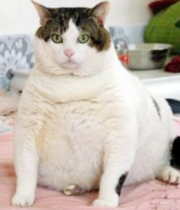 胖成这样也真是醉了