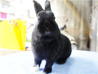 怎么训练哈瓦那兔大小便 要有耐心和决心