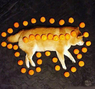 橘之神啊！请赐予我力量吧！