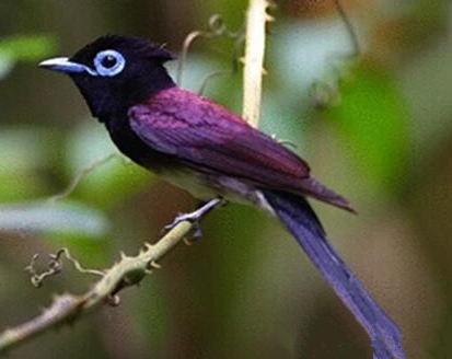紫寿带怎么养 繁殖期间领域性甚强
