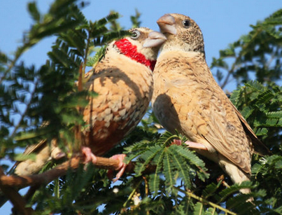 环喉雀吃什么 定期的给它吃一些活饵