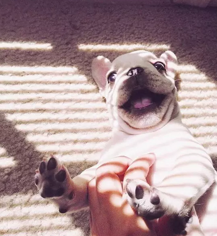 笑容甜美的乐观小法斗！