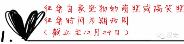 【福利来了！】爱宠首次发粉丝福利，不可错过哟~ 