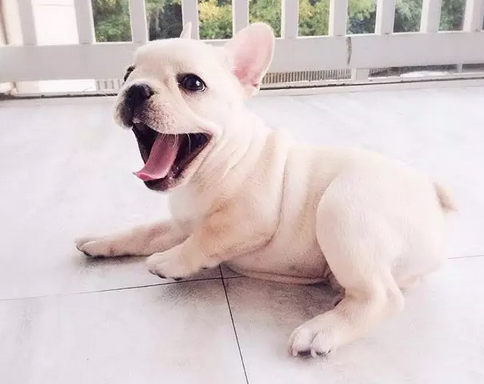 笑容甜美的乐观小法斗！