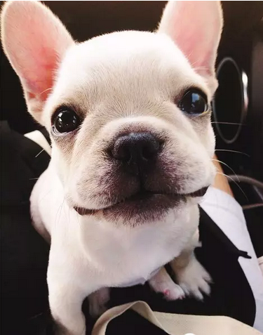 笑容甜美的乐观小法斗！