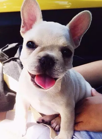 笑容甜美的乐观小法斗！