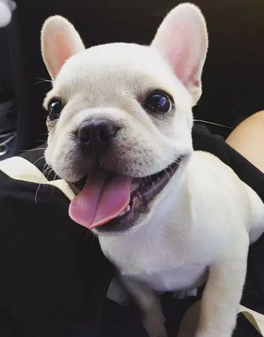 笑容甜美的乐观小法斗！