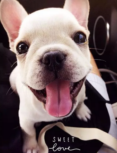 笑容甜美的乐观小法斗！