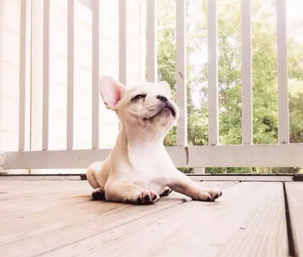 笑容甜美的乐观小法斗！