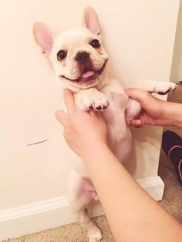 笑容甜美的乐观小法斗！