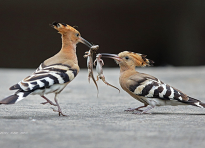 戴胜怎么繁殖 繁殖期4～6月